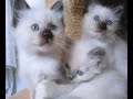 les chatons ont bientôt 2 mois