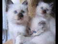 les chatons ont bientôt 2 mois