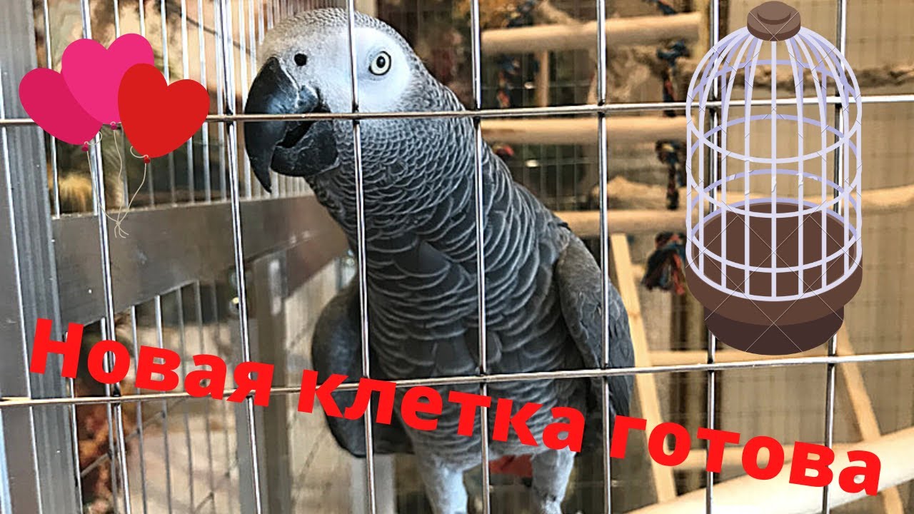 ♦️ КЛЕТКА ДЛЯ ПОПУГАЯ СВОИМИ РУКАМИ. МОНЯШКА ЖАКО ДОЖДАЛАСЬ НОВУЮ КЛЕТКУ :))