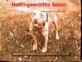 HOLLINGSWORTH DOGS.