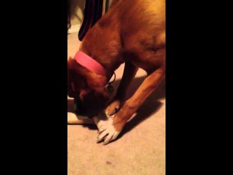Japanese mastiff chew on a bone