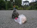 The Competition for the Smartest Squirrel in San Francisco