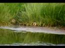 more redshank chicks with expert commentry more redshank chicks with expert commentry
