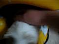 Shih Tzu video