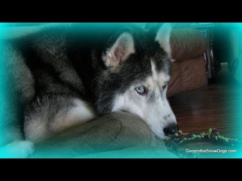 Loose Husky Won't Come when Called? What to do? FAN FRIDAY 131