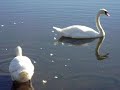 Trumpeter Swans, Heron and Canadian Geese