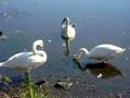 videos de Trumpeter Swans, Heron and Canadian Geese