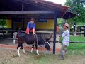 MONTARIA NO GELA GUELA