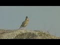 Singing lark Singing lark
