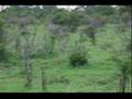 Leopard and Warthog chase / interaction 