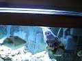 Spike, my dog...I mean porc puffer