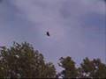 Eagles Arkansas ( Fuji S 700 vs Fuji S5000)