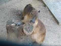 Rodental Care 1:The Gnawing??????????