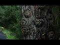 Mutated Tree