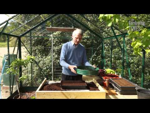 how to harvest broccoli seeds