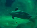 valencia calatrava e il beluga