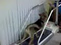 kasey on treadmill