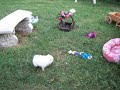 white Pomeranian puppies
