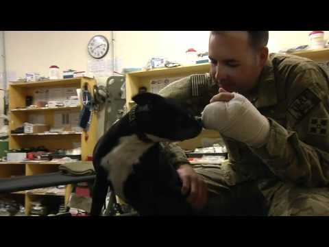 Military Dog Picture of the Week. (July 4th, 2012): Therapy Dogs 0 Military Dog Picture of the Week. (July 4th, 2012): Therapy Dogs
