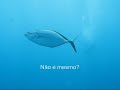Laje de Santos. Conheça. Preserve
