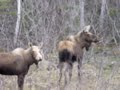 3 Moose in Newfoundland