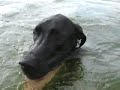 Great Dane dog playing in the Lake Great Dane dog playing in the Lake