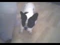 french bulldog french bulldog