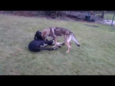 how to train czechoslovakian wolfdog
