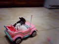 Baby Bunnies Driving