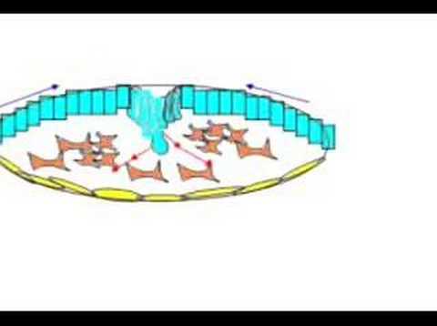 Gastrulation CBNS169
