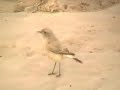 Desert Wheatear, Glaucous Gull & Little Egret Desert Wheatear, Glaucous Gull & Little Egret