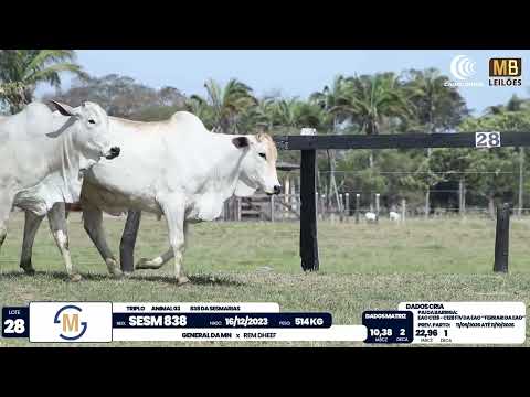 2� DE OLHO NA FAZENDA NELORE SESMARIAS