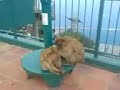 grooming lazy monkey