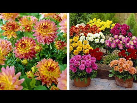 how to replant dahlias