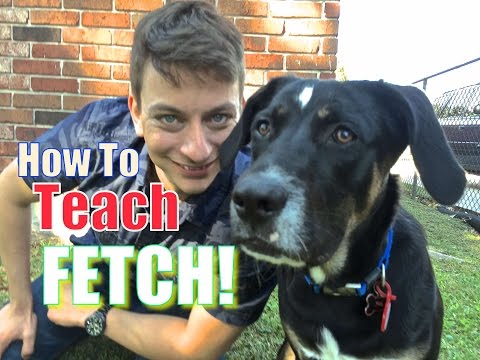 how to train fetch