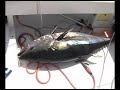 Bluefin Tuna Adriatic
