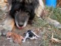 El diario de un perro