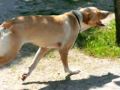 El diario de un perro El diario de un perro