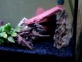 videos de my fish tank(2)