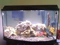 My marine aquarium