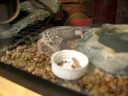 Leo Eats Worms