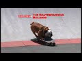 Tillman the Skateboarding Bulldog gets a World Record!