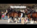 The Budweiser Clydesdale Horses of Merrimack, New Hampshire