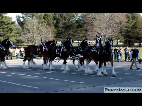 how to hitch horse hair