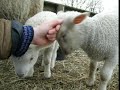 Oh No! More Lambs!