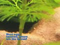 Apistogramma Cacatuoides breeding Apistogramma Cacatuoides breeding