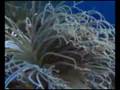 Los Corales del Mediterráneo