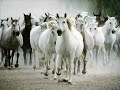 Cavalos uma paixão sem fronteiras!