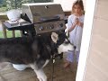 Our giant alaskan malamute howling...