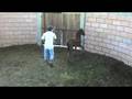 videos de Halcon de Ann Arbor II
